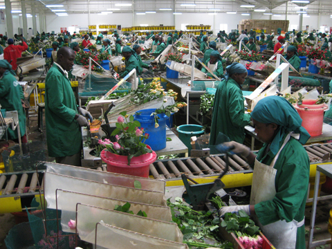 Kenianische Angestellte, die in einer Werkshalle Blumen bündeln und vesandfertig machen