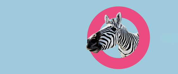 GS1 Campus Ein Zebra schaut durch einen pinken Kreis auf blauem Hintergrund